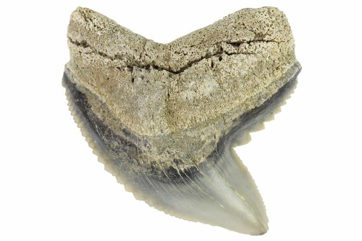 Fossil Tiger Shark (Galeocerdo) Tooth - Aurora, NC #179023